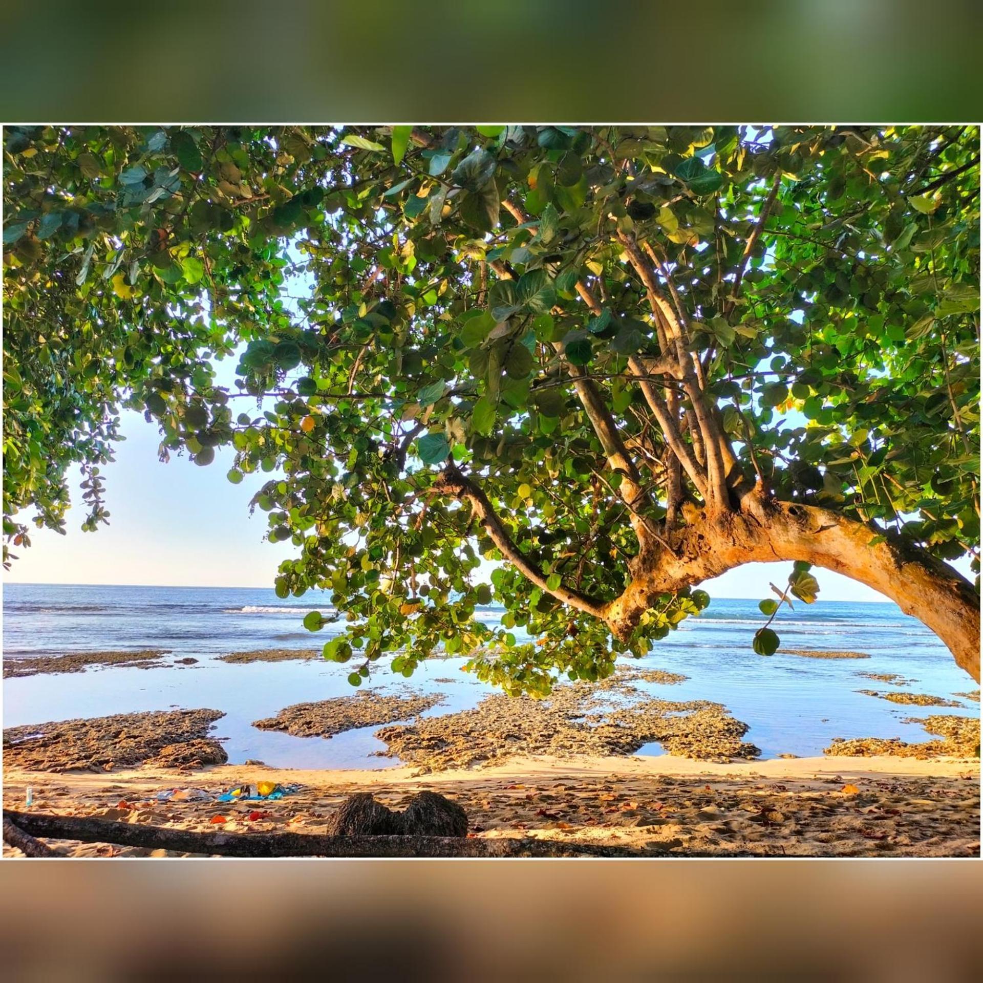 Puerto Viejo de Talamanca Cabinas Coconut Grove מראה חיצוני תמונה